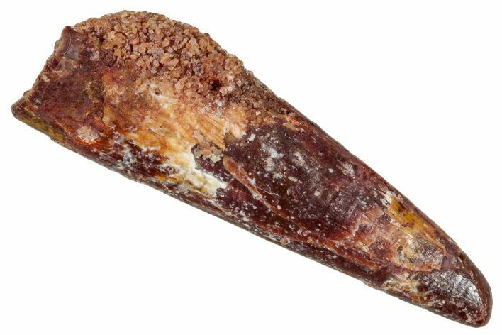 Fossil Pterosaur (Siroccopteryx) Tooth - Morocco #274250